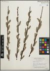 Foto von Salix planifolia Pursh